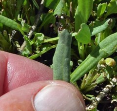 Packera tridenticulata