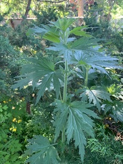 Leonurus quinquelobatus