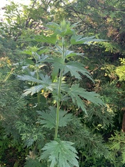 Leonurus quinquelobatus