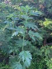 Leonurus quinquelobatus