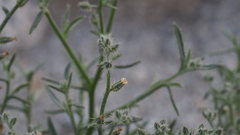 Johnstonella racemosa