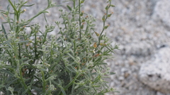 Johnstonella racemosa