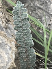 Astrolepis integerrima