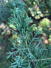 Juniperus chinensis sargentii