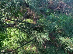Juniperus chinensis sargentii