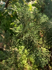 Juniperus chinensis sargentii