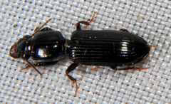 Clivina