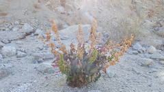 Penstemon clevelandii clevelandii