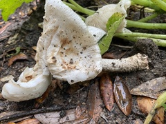 Amanita eliae
