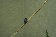 Hirundo rustica