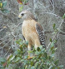 Buteo lineatus