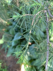 Juniperus rigida