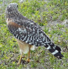 Buteo lineatus
