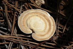 Microporellus
