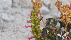 Penstemon clevelandii clevelandii