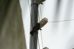 Cynanthus latirostris