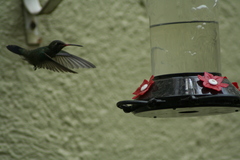 Cynanthus latirostris