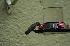 Cynanthus latirostris