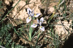 Moraea ciliata