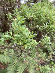 Vaccinium dentatum