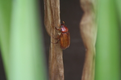 Phyllophaga