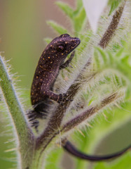 Sphaerodactylidae