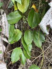 Smilax domingensis