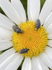 Odontocorynus salebrosus