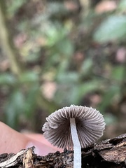 Coprinopsis lotinae
