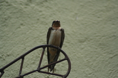Hirundo rustica