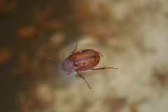 Phyllophaga