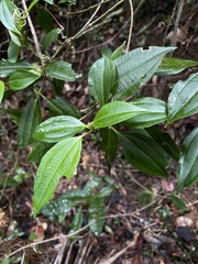 Miconia borinquensis