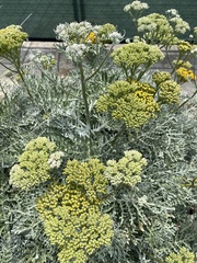 Constancea nevinii