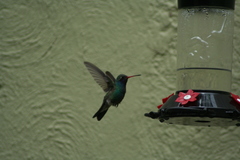 Cynanthus latirostris