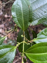 Miconia borinquensis
