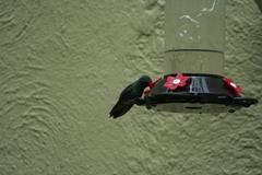 Cynanthus latirostris