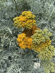 Constancea nevinii