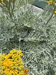 Constancea nevinii