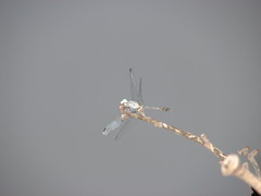 Micrathyria longifasciata