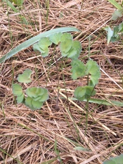 Thalictrum venulosum