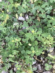 Medicago lupulina