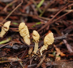 Cordyceps cranstounii