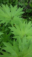 Petasites tatewakianus