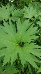 Petasites tatewakianus