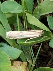 Crambus praefectellus