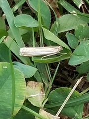Crambus praefectellus