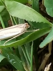 Crambus praefectellus