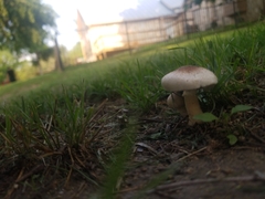 Cyclocybe parasitica