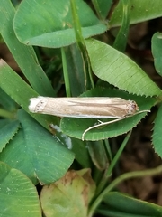 Crambus praefectellus