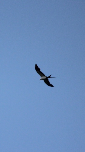 Elanoides forficatus image